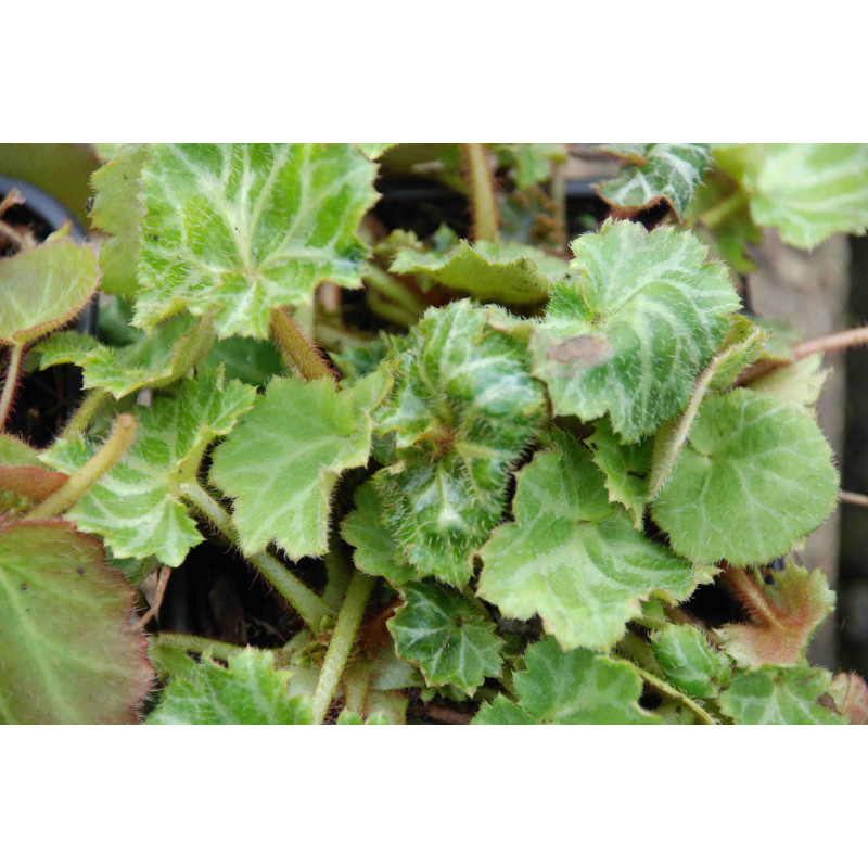 Saxifraga stolonifera