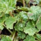 Saxifraga stolonifera