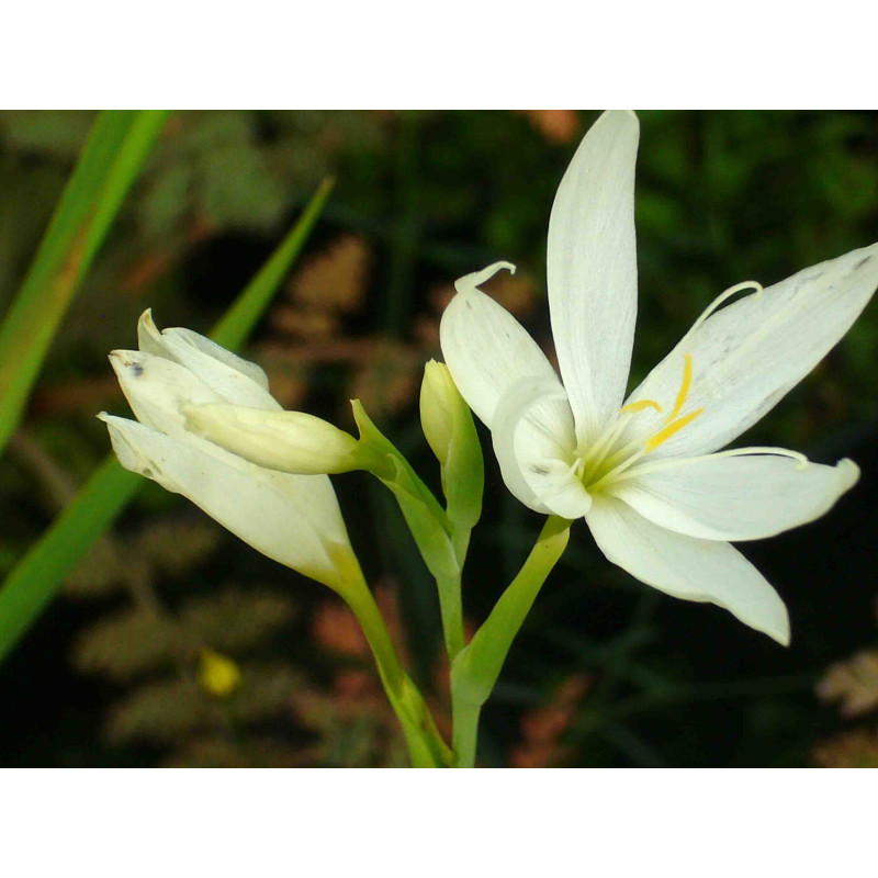 SCHIZOSTYLIS coccinea 'Alba'