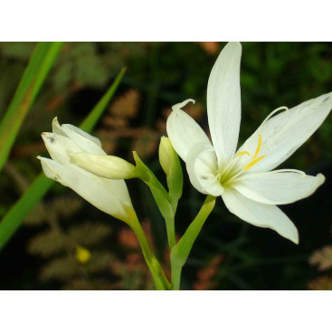 SCHIZOSTYLIS coccinea \'Alba\'
