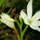 SCHIZOSTYLIS coccinea 'Alba'