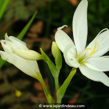 SCHIZOSTYLIS coccinea &#039;Alba&#039;