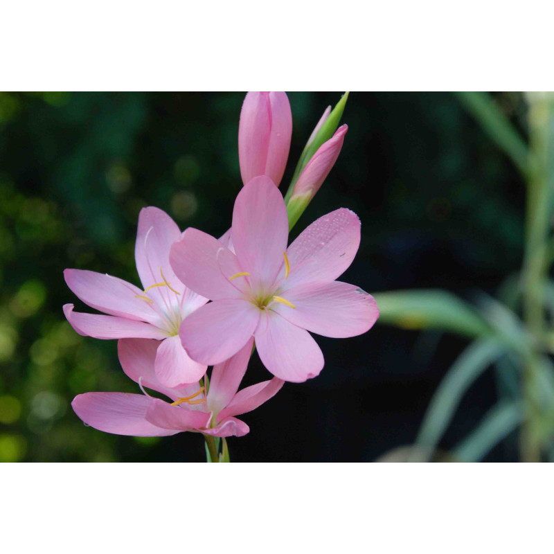 SCHIZOSTYLIS coccinea 'November Cheer'