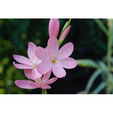 SCHIZOSTYLIS coccinea \'November Cheer\'