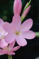 SCHIZOSTYLIS coccinea 'November Cheer'