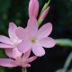 SCHIZOSTYLIS coccinea 'November Cheer'