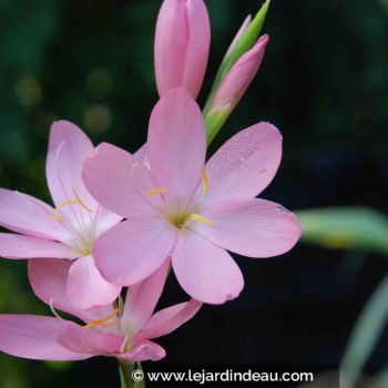 SCHIZOSTYLIS coccinea &#039;November Cheer&#039;