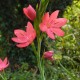 SCHIZOSTYLIS coccinea 'Rosea'