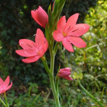 SCHIZOSTYLIS coccinea &#039;Rosea&#039;