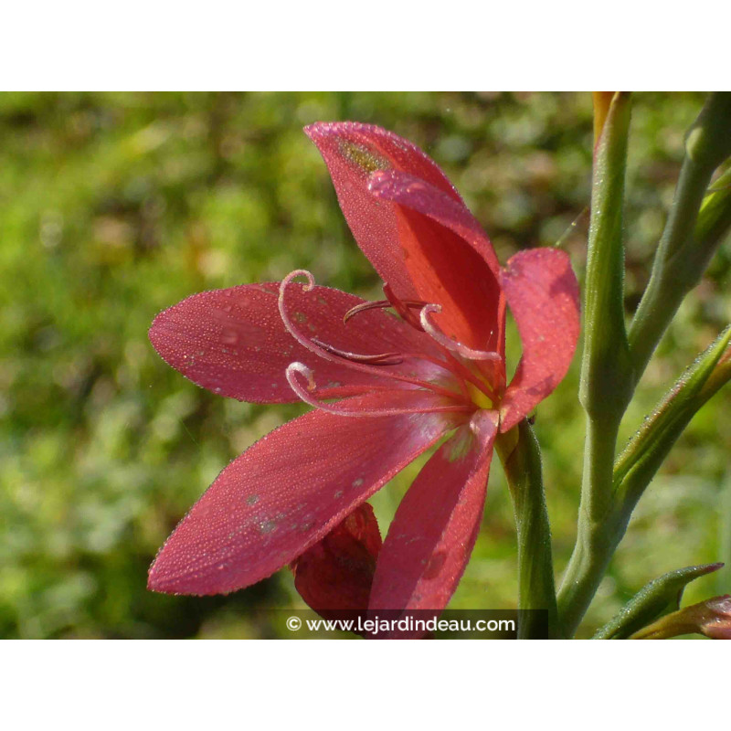 SCHIZOSTYLIS coccinea 'Rosea'