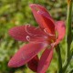 SCHIZOSTYLIS coccinea 'Rosea'