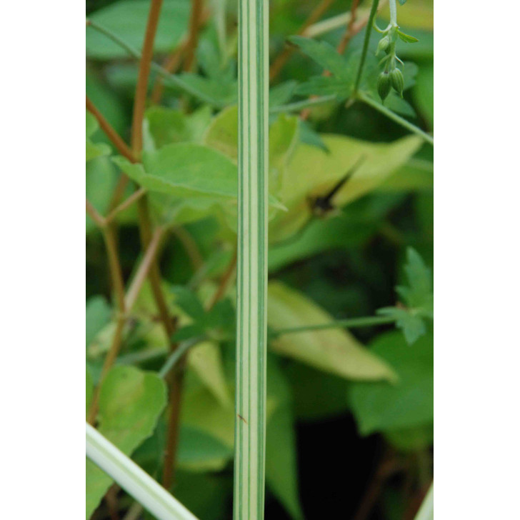 SCHOENOPLECTUS lacustris 'Albescens'