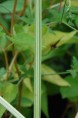 SCHOENOPLECTUS lacustris 'Albescens'