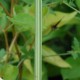 SCHOENOPLECTUS lacustris 'Albescens'