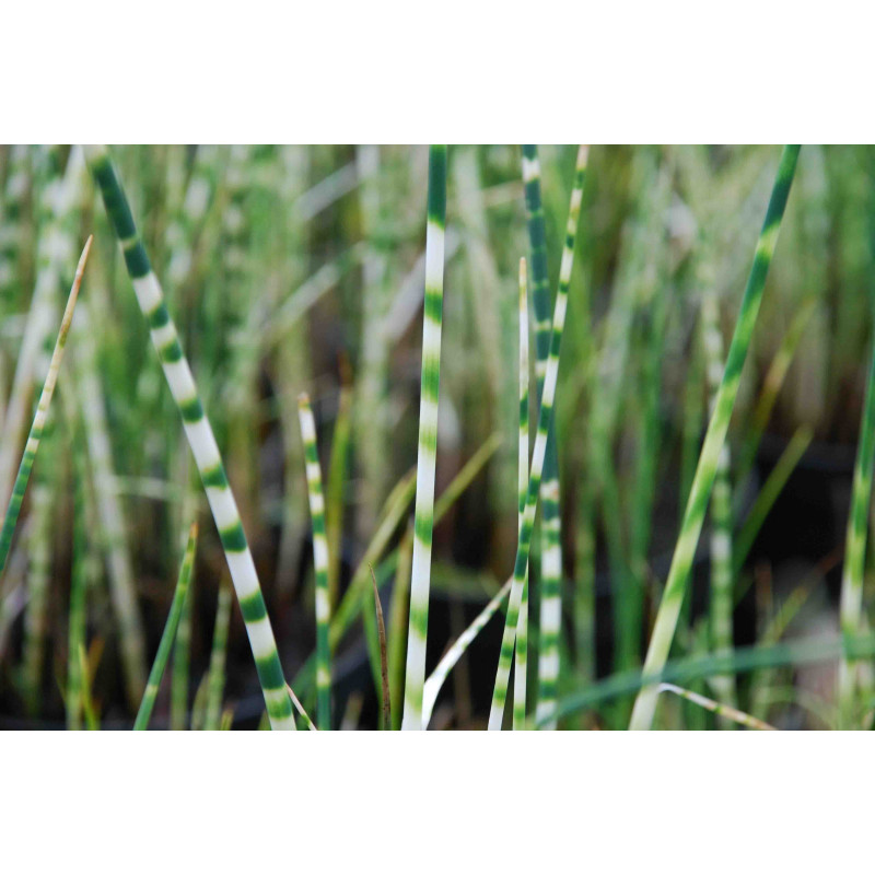 SCHOENOPLECTUS lacustris subsp. tabernaemontani 'Zebrinus'