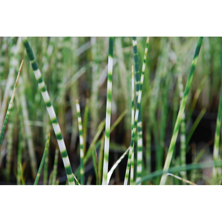 SCHOENOPLECTUS lacustris subsp. tabernaemontani 'Zebrinus'