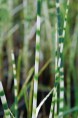 SCHOENOPLECTUS lacustris 'Zebrinus'