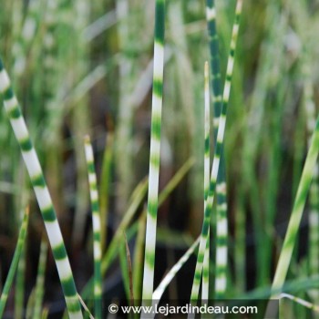 SCHOENOPLECTUS lacustris subsp. tabernaemontani &#039;Zebrinus&#039;