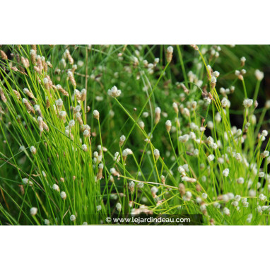 SCIRPUS cernuus