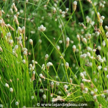 SCIRPUS cernuus