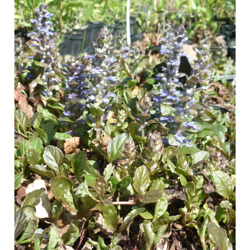 AJUGA reptans  'Atropurpurea'