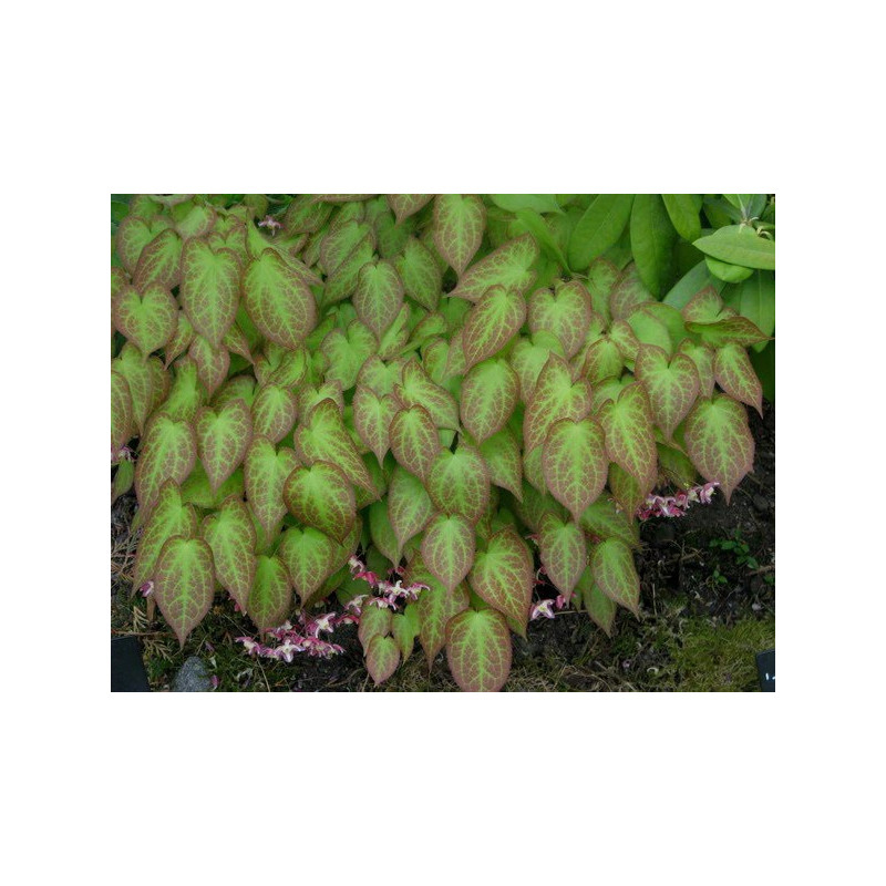EPIMEDIUM rubrum