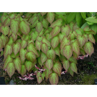 EPIMEDIUM rubrum