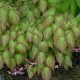 EPIMEDIUM rubrum