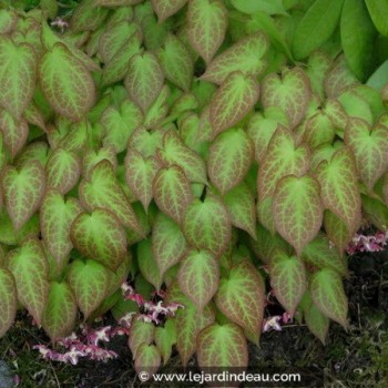 EPIMEDIUM rubrum