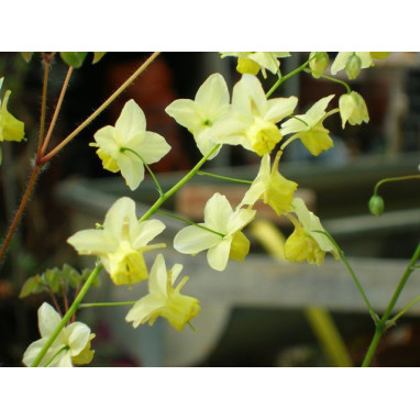 EPIMEDIUM x versicolor \'Sulphureum\'