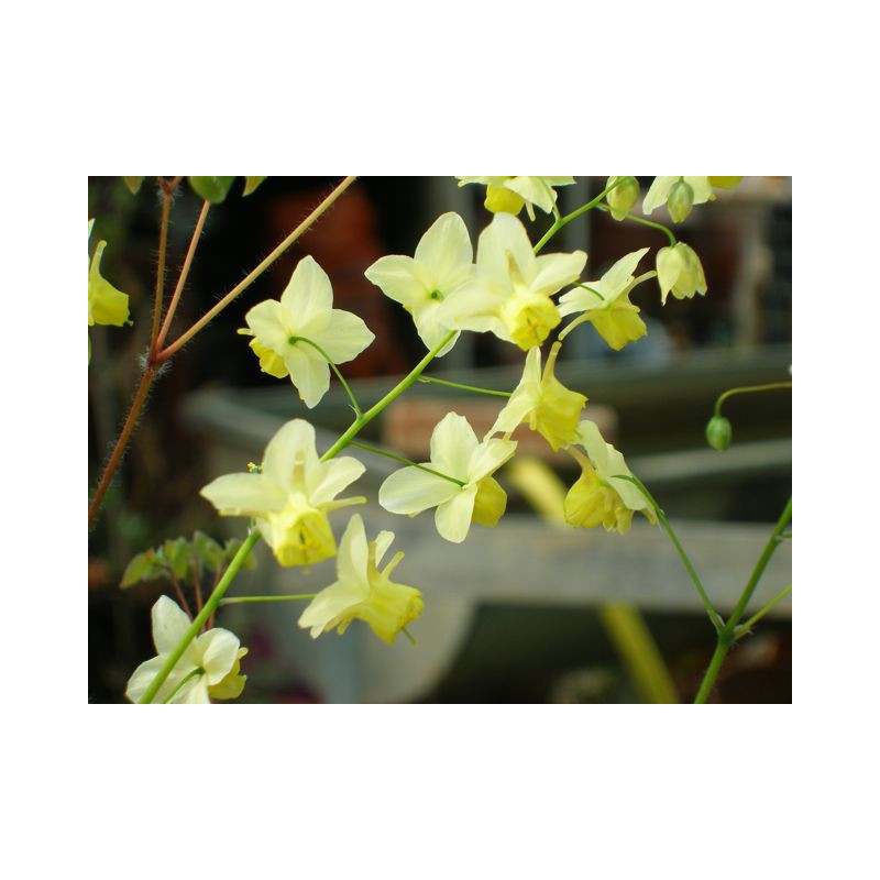 EPIMEDIUM x versicolor 'Sulphureum' EPIMEDIUM x versicolor 'Sulphureum'