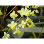 EPIMEDIUM x versicolor 'Sulphureum' EPIMEDIUM x versicolor 'Sulphureum'