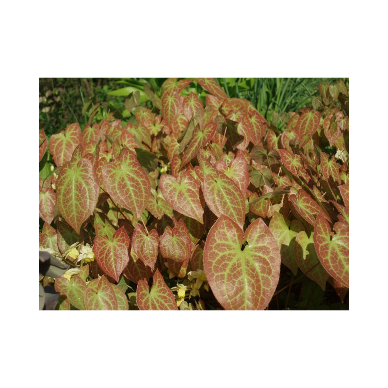 EPIMEDIUM x versicolor 'Sulphureum' EPIMEDIUM x versicolor 'Sulphureum'