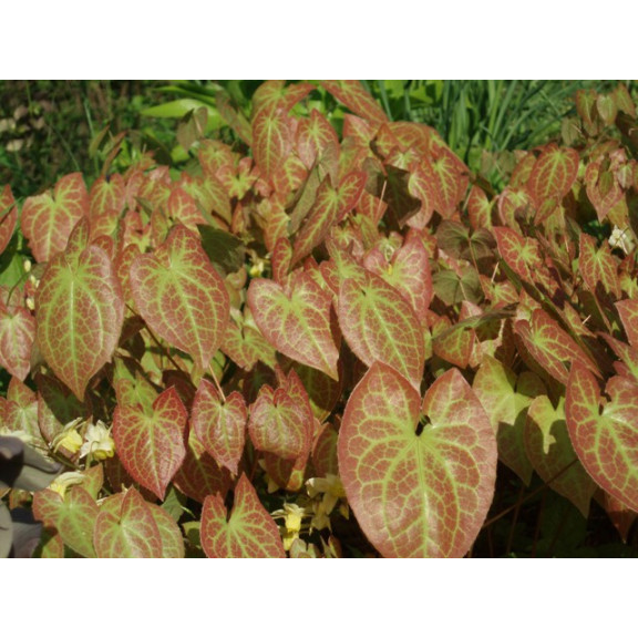 EPIMEDIUM x versicolor 'Sulphureum'