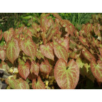 EPIMEDIUM x versicolor 'Sulphureum' EPIMEDIUM x versicolor 'Sulphureum'