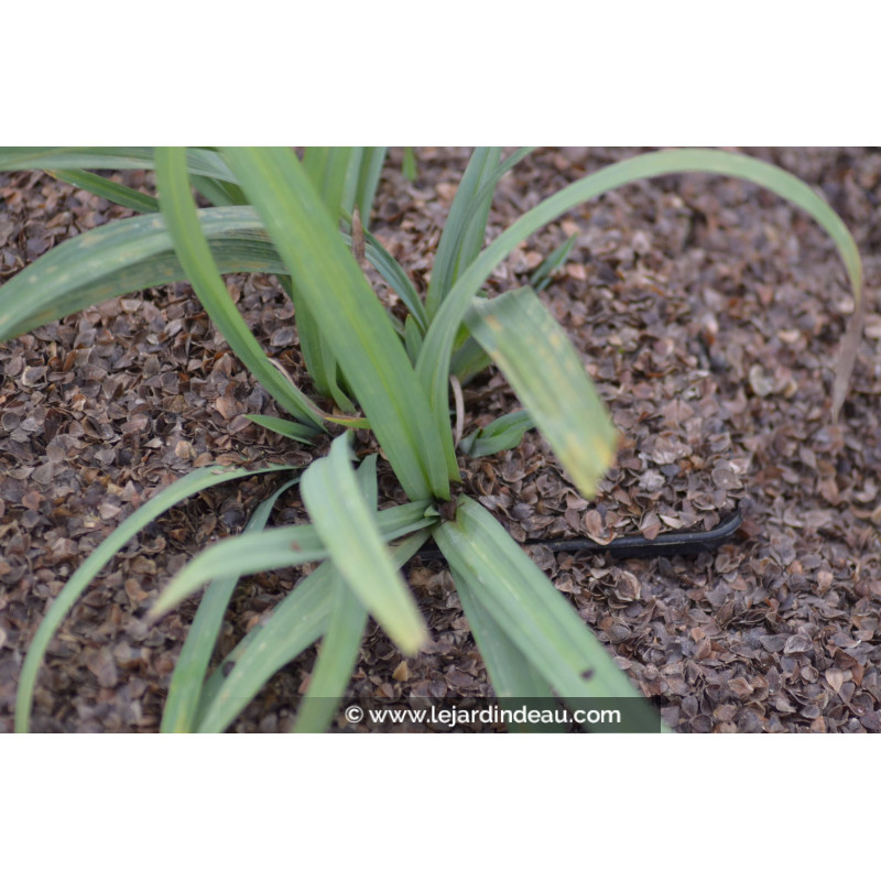 CAREX laxiculmis