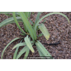 CAREX laxiculmis
