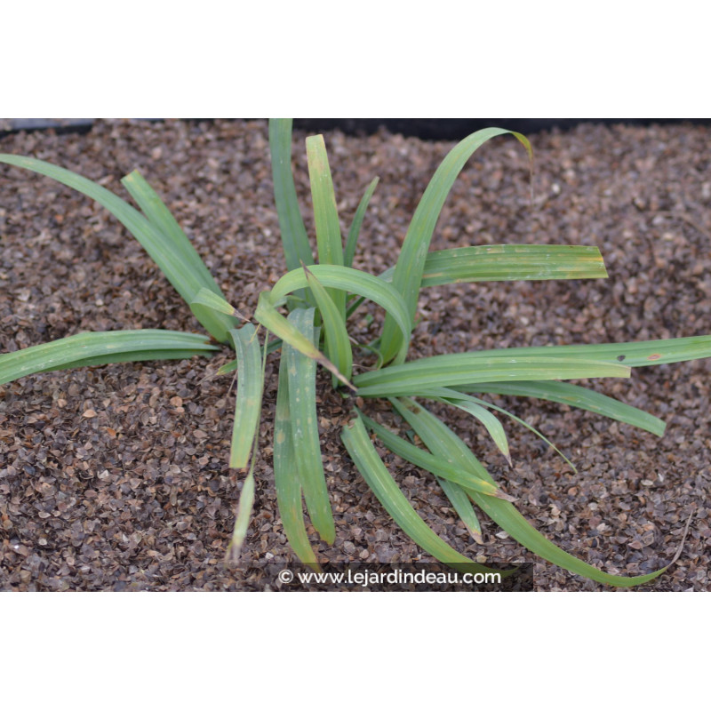 CAREX laxiculmis