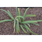 CAREX laxiculmis