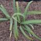 CAREX laxiculmis