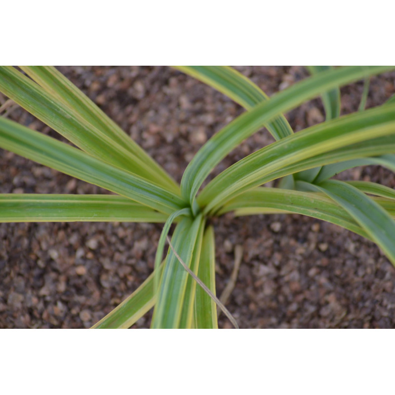 CAREX trifida 'Rekohu Sunrise'