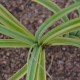 CAREX trifida 'Rekohu Sunrise'
