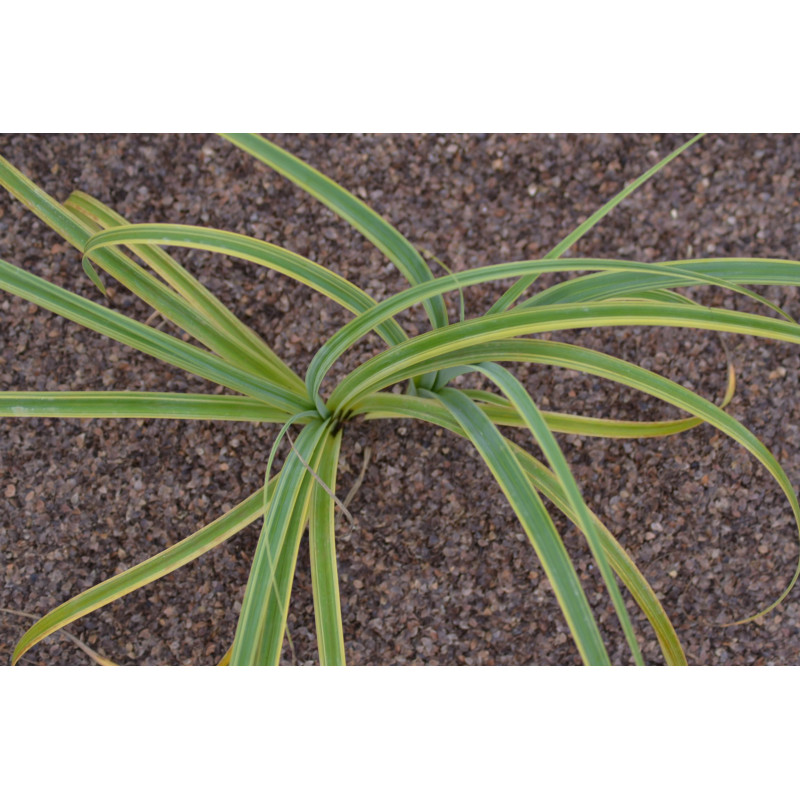 CAREX trifida 'Rekohu Sunrise'