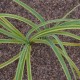 CAREX trifida 'Rekohu Sunrise'