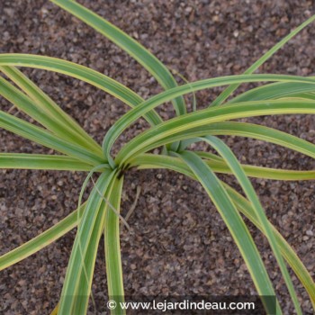 CAREX trifida &#039;Rekohu Sunrise&#039;