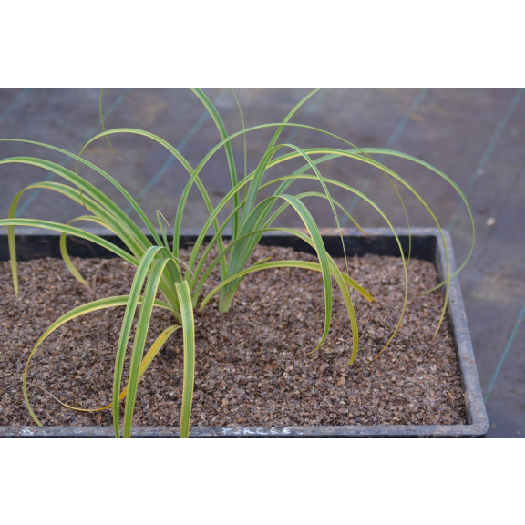 CAREX trifida 'Rekohu Sunrise'