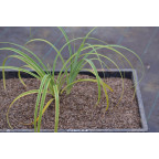 CAREX trifida 'Rekohu Sunrise'