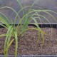 CAREX trifida 'Rekohu Sunrise'