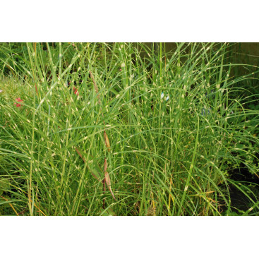 MISCANTHUS sinensis \'Pünktchen\'