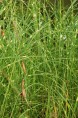 MISCANTHUS sinensis 'Pünktchen'